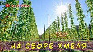 Гашек Ярослав - На сборе хмеля