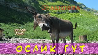 Гашек Ярослав - Ослик Гут
